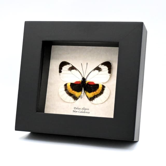 Rare Delias butterfly framed taxidermy - Delias ellipsis
