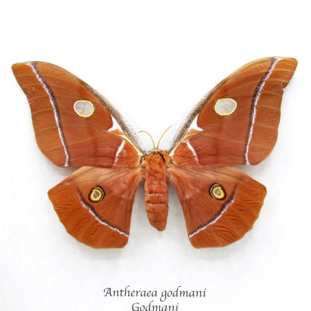 Very rare Giant Godman's Silkmoth framed taxidermy - Antheraea godmani - female - minor damage/repair