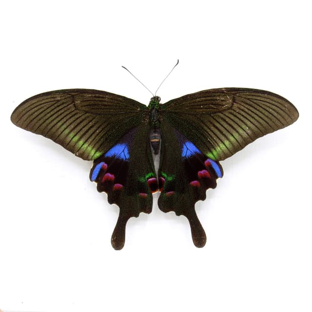 Rare female purple Peacock butterfly framed taxidermy - Papilio arcturus - Victorian mount