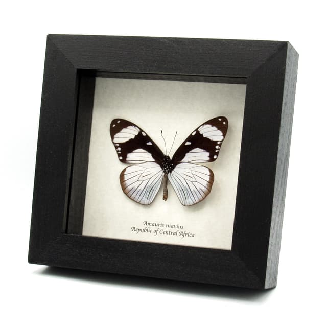 Real African Friar butterfly framed taxidermy - Amauris niavius