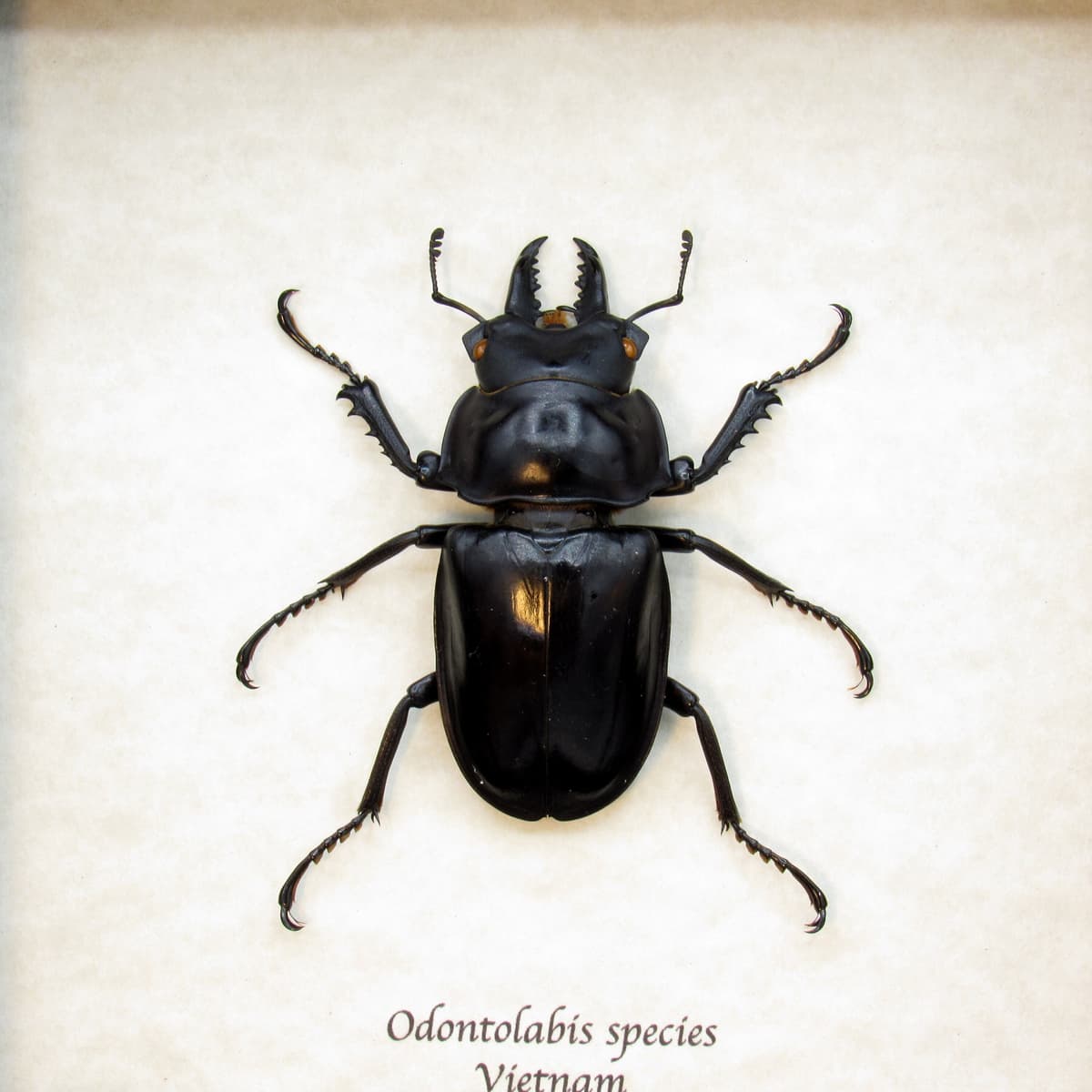 Large real Stag beetle framed taxidermy - Odontolabis species
