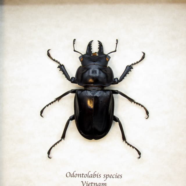 Large real Stag beetle framed taxidermy - Odontolabis species