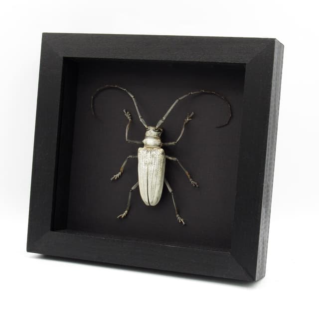 Rare giant white Longhorn beetle framed taxidermy - Rosenbergia species