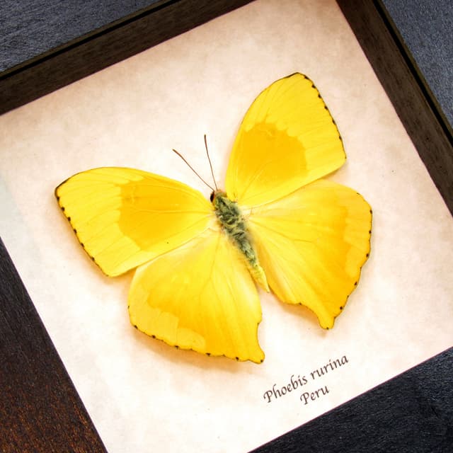 Real yellow Sulphur butterfly framed taxidermy - Phoebis rurina