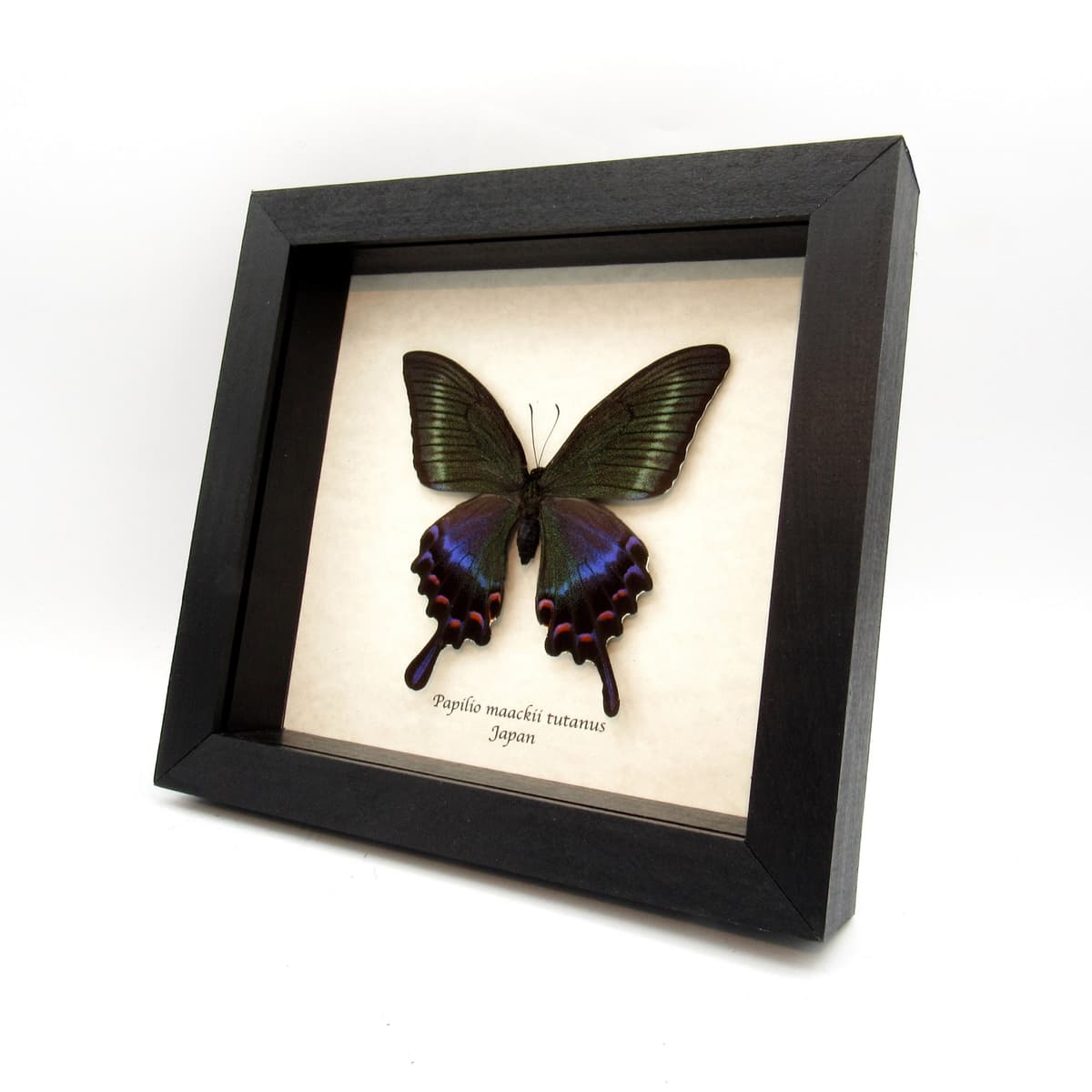 Real Alpine Black Swallowtail framed taxidermy - Papilio maackii tutanus - XL female