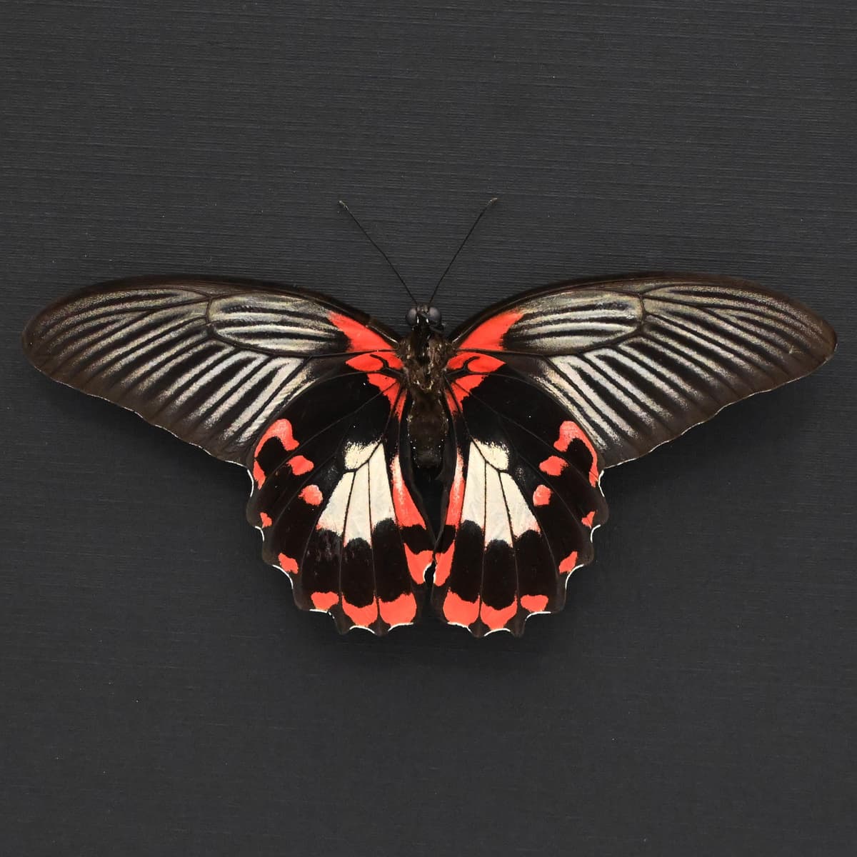 Large red Swallowtail butterfly framed taxidermy - Papilio rumanzovia - female - Victorian mount