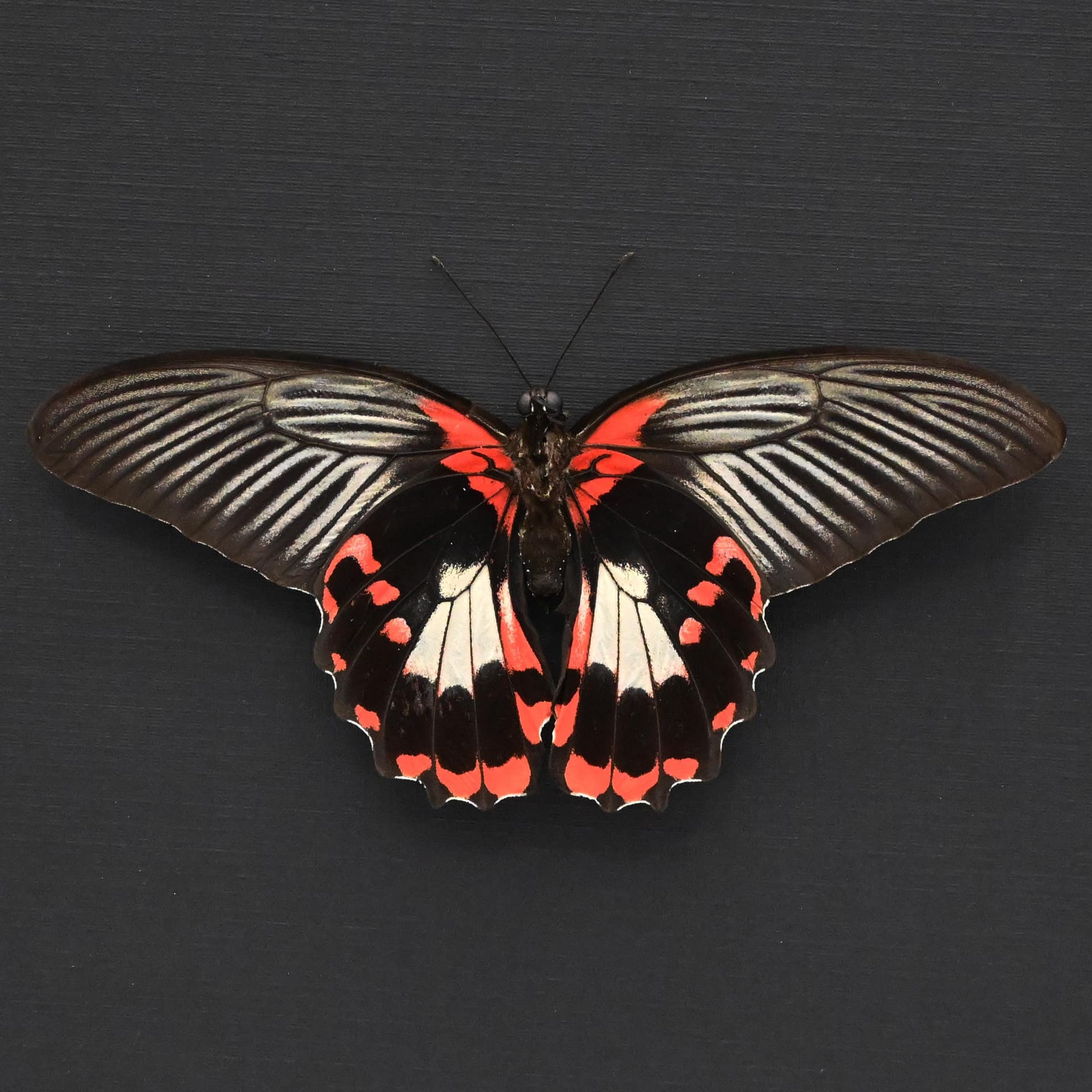 Large red Swallowtail butterfly framed taxidermy - Papilio rumanzovia - female - Victorian mount