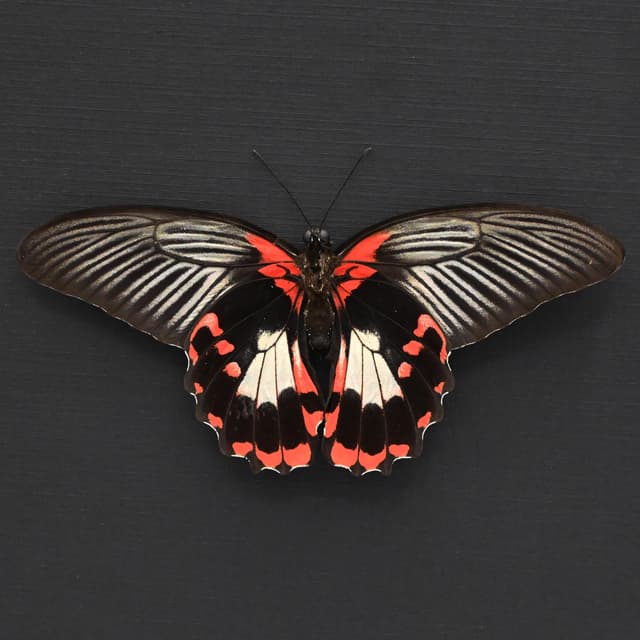 Large red Swallowtail butterfly framed taxidermy - Papilio rumanzovia - female - Victorian mount