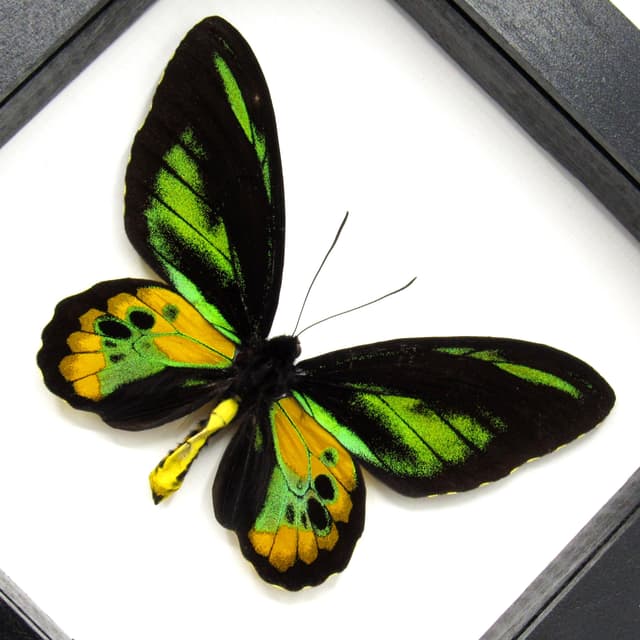 Real Golden Birdwing butterfly framed taxidermy - Ornithoptera rothschildi