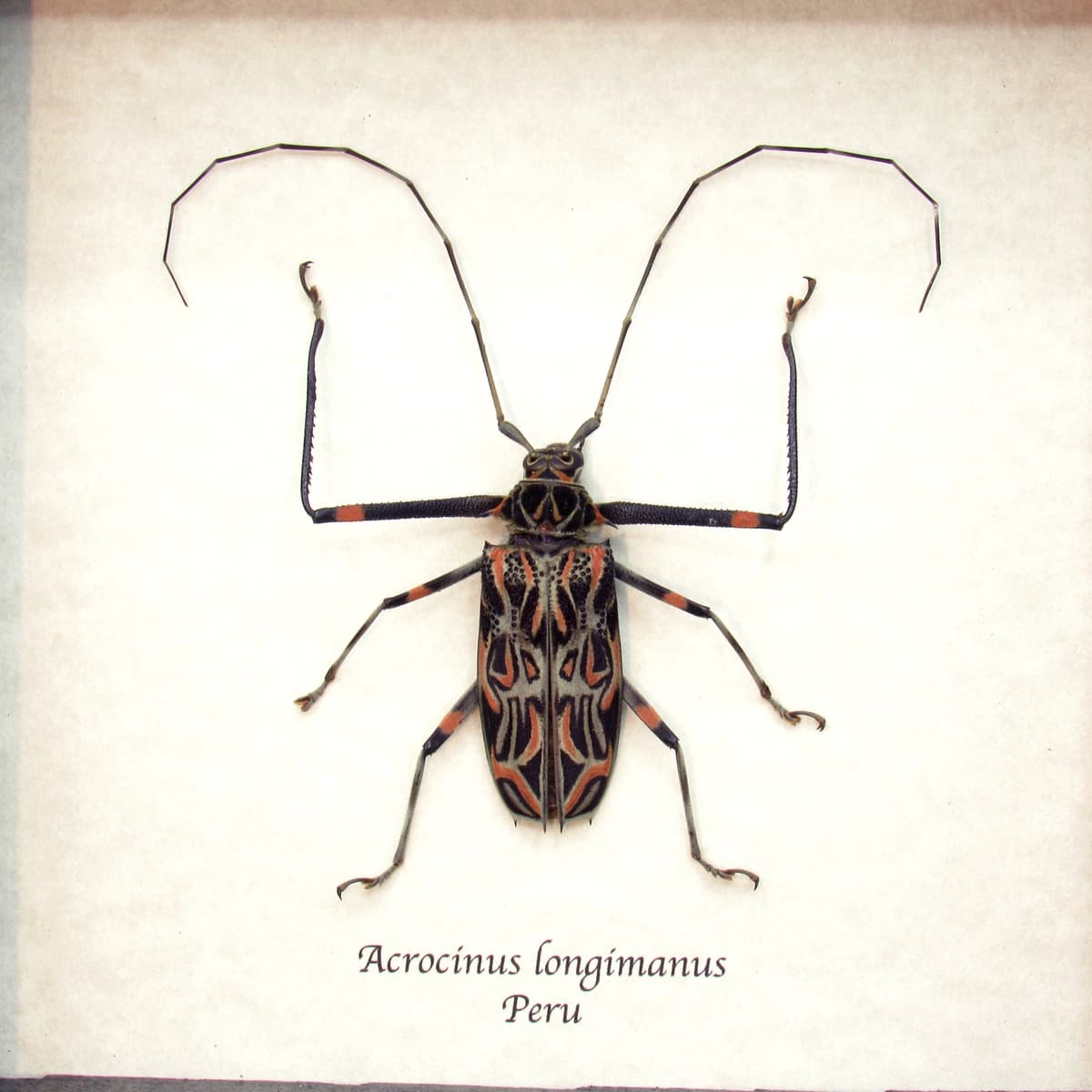 Real Harlequin beetle framed taxidermy - Acrocinus longimanus - small