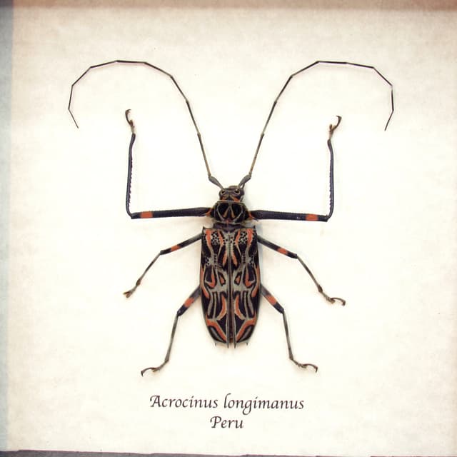 Real Harlequin beetle framed taxidermy - Acrocinus longimanus - small