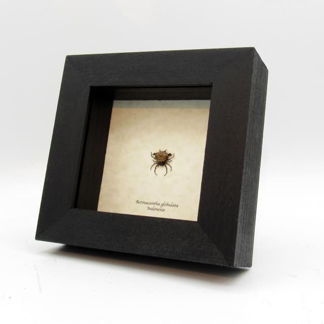 Real tiny Orb Weever Spider framed - Actinacantha globulata