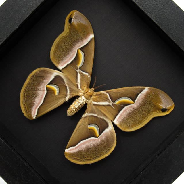 Real Lessor Atlas moth framed taxidermy - Samia wangi - large female