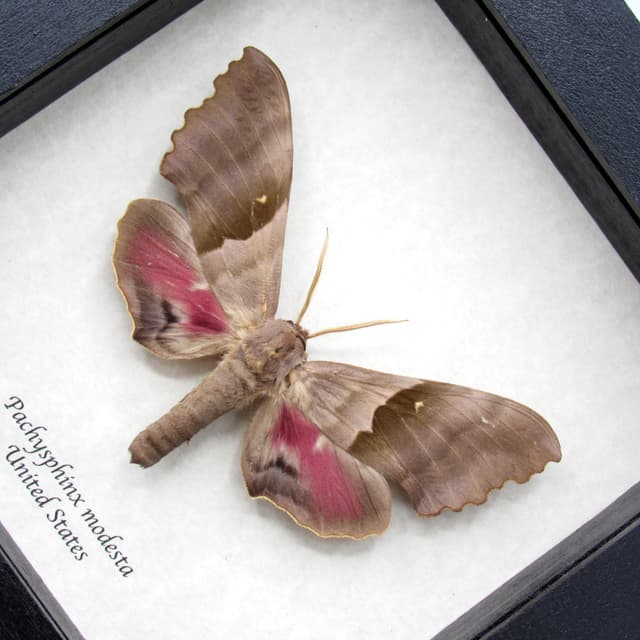 Real Giant Poplar Sphinx moth framed taxidermy - Pachysphinx modesta