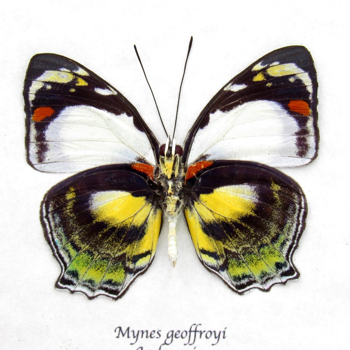 Rare butterfly framed taxidermy - Mynes geoffroyi