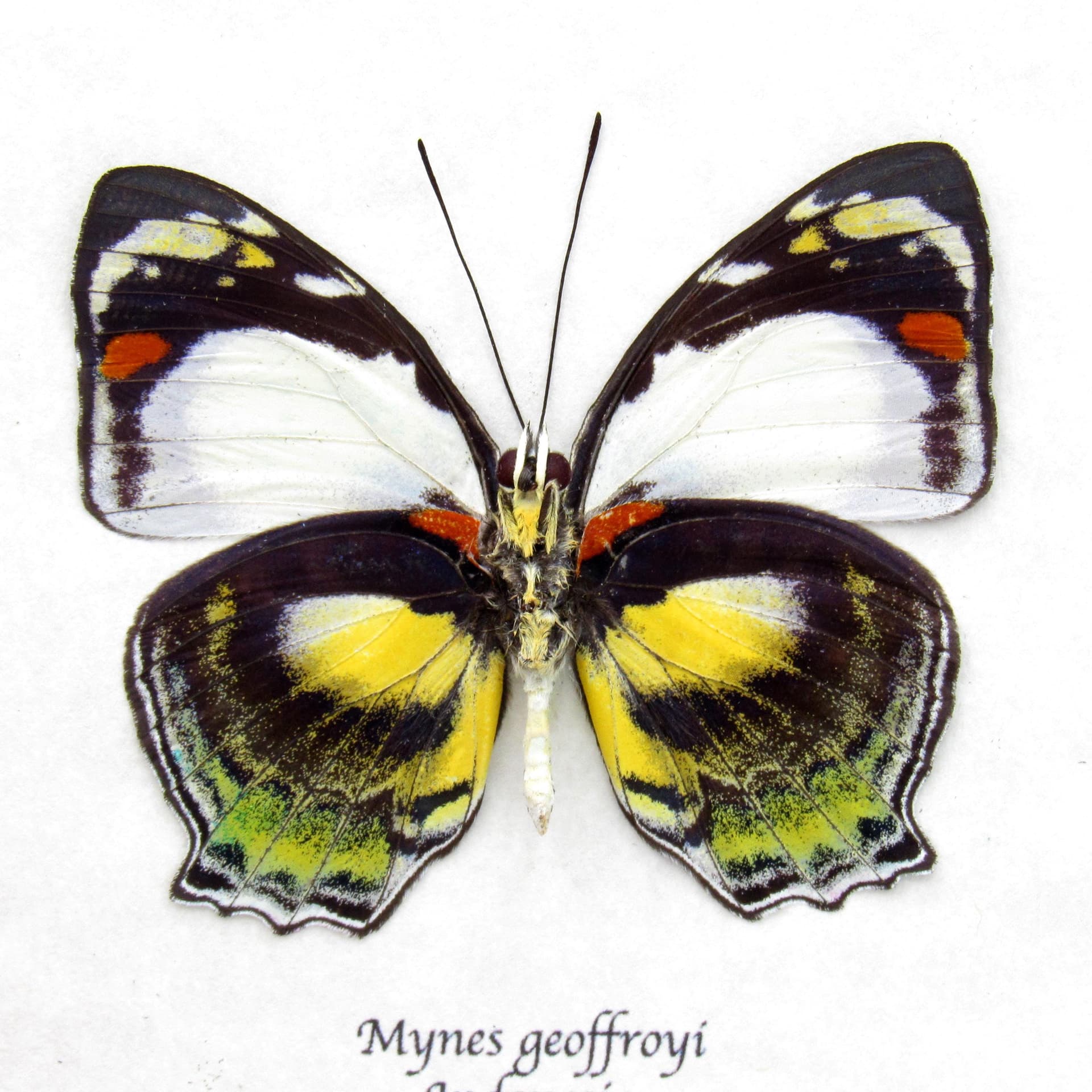 Rare butterfly framed taxidermy - Mynes geoffroyi