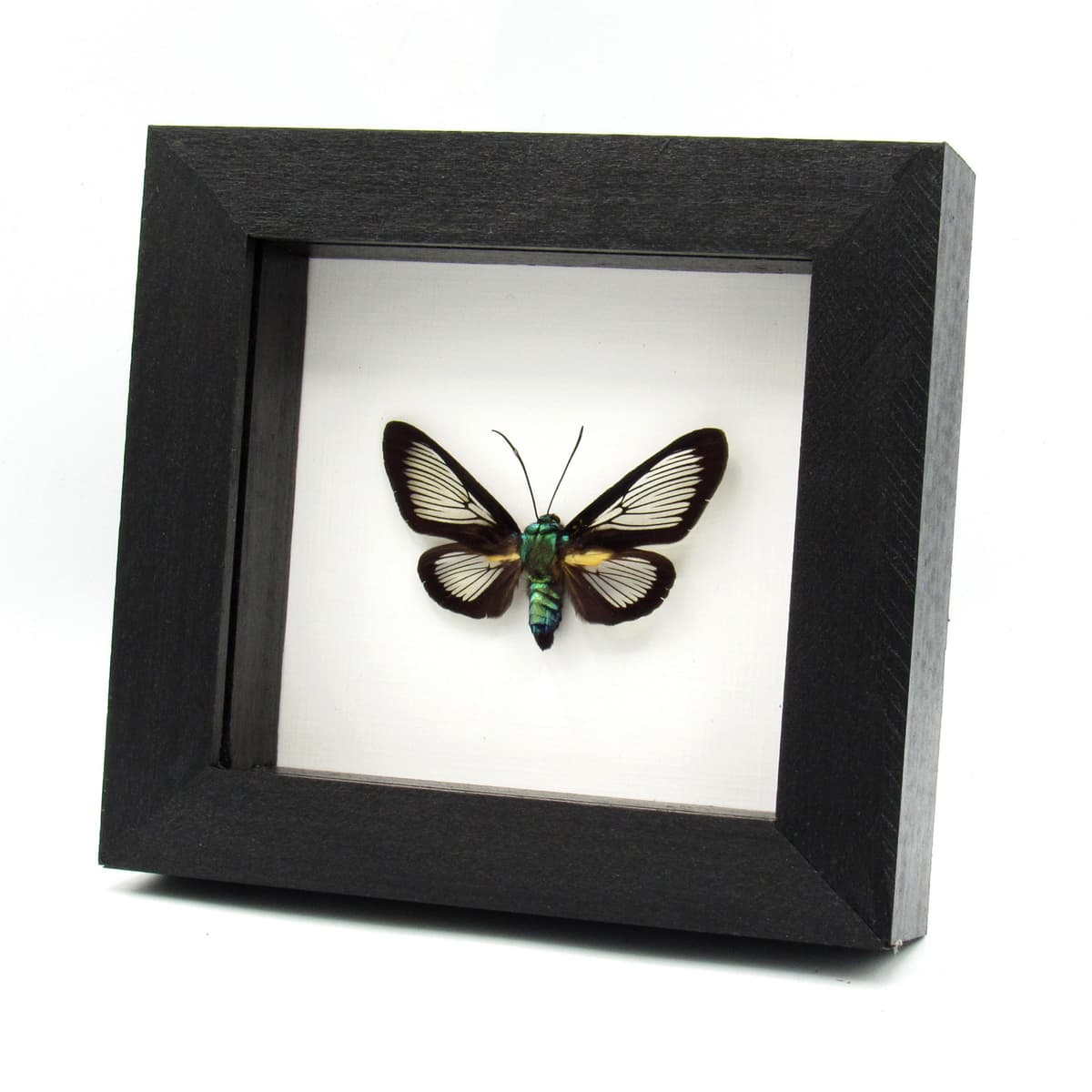 Real clear wing moth framed taxidermy - Cocytia durvillii - female