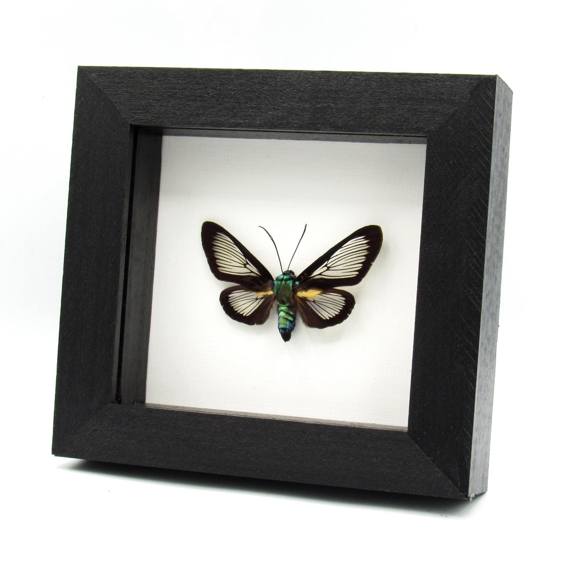 Real clear wing moth framed taxidermy - Cocytia durvillii - female