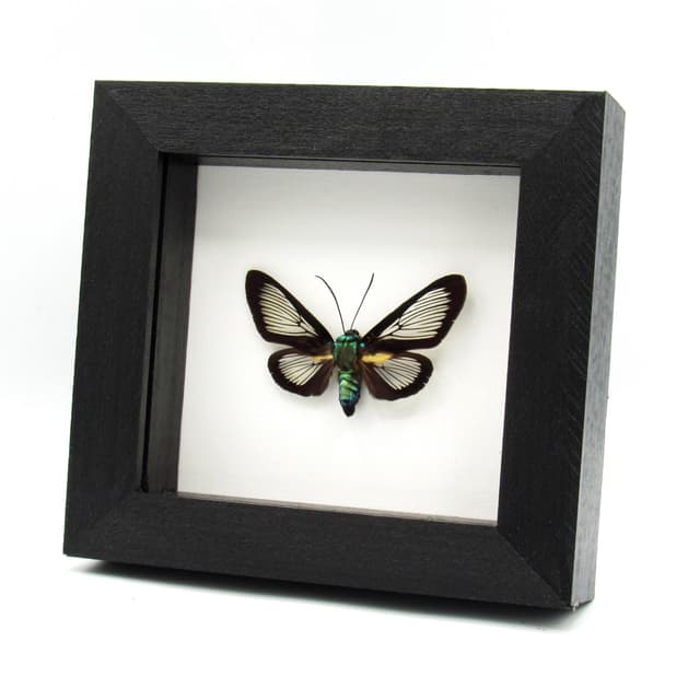 Real clear wing moth framed taxidermy - Cocytia durvillii - female