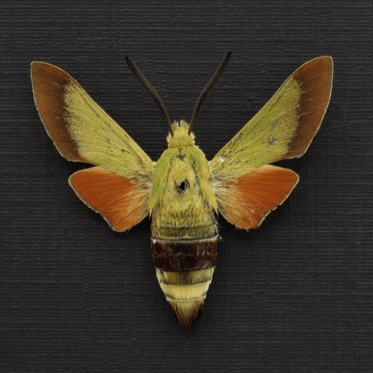 Rare Olive Bee Hawkmoth framed taxidermy specimen - Hemaris croatica