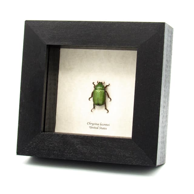 Real jewel Scarab beetle framed - Chrysina lecontei