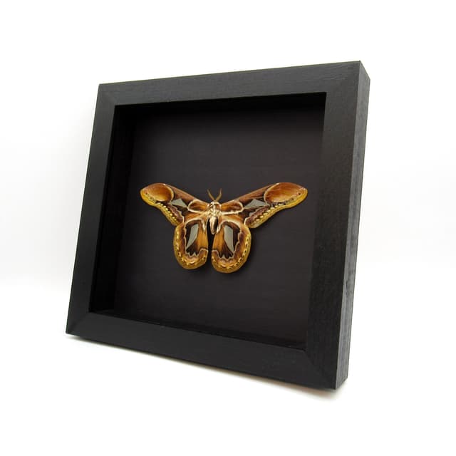 Rare Saturn moth framed taxidermy - Rothschildia hopfferi - Victorian mount