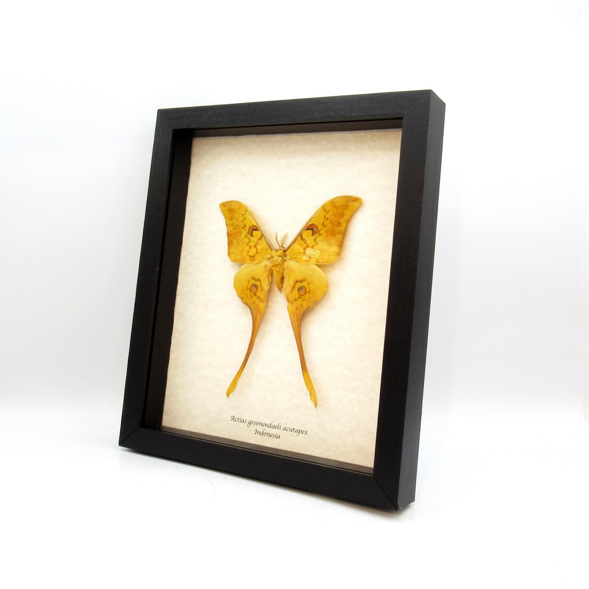 Rare Giant Moon moth framed taxidermy - Actias groenendaeli acutapex - Victorian mount