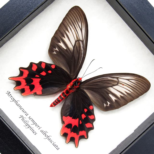 Real XL Vampire Swallowtail butterfly framed taxidermy - Atrophaneura semperi albofasciata - female