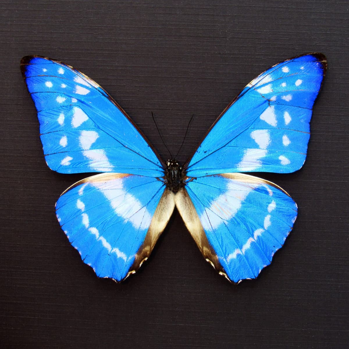 Rare metallic blue butterfly framed taxidermy - Morpho cypris