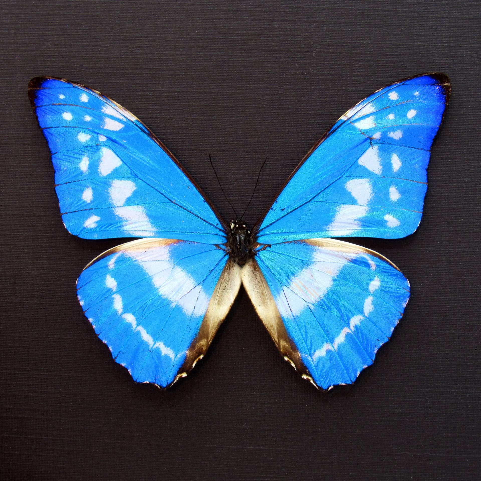 Rare metallic blue butterfly framed taxidermy - Morpho cypris