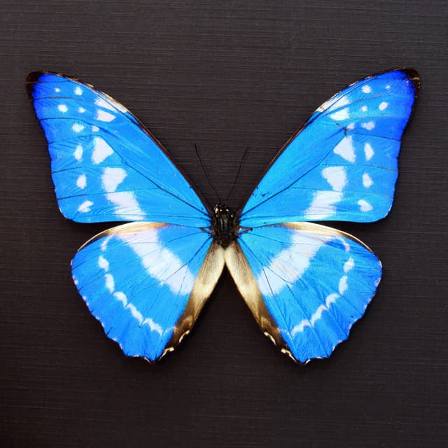 Rare metallic blue butterfly framed taxidermy - Morpho cypris