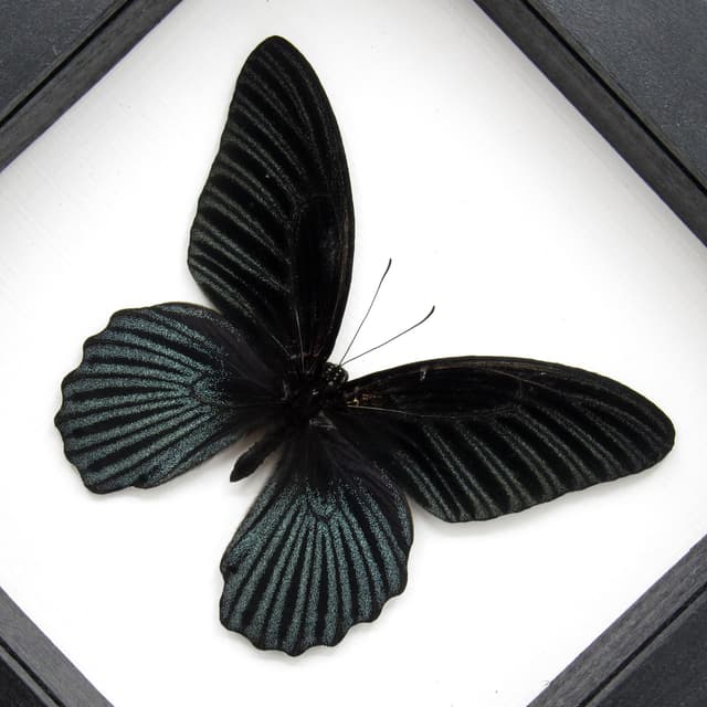 Real Great Mormon butterfly framed taxidermy - Papilio memnon