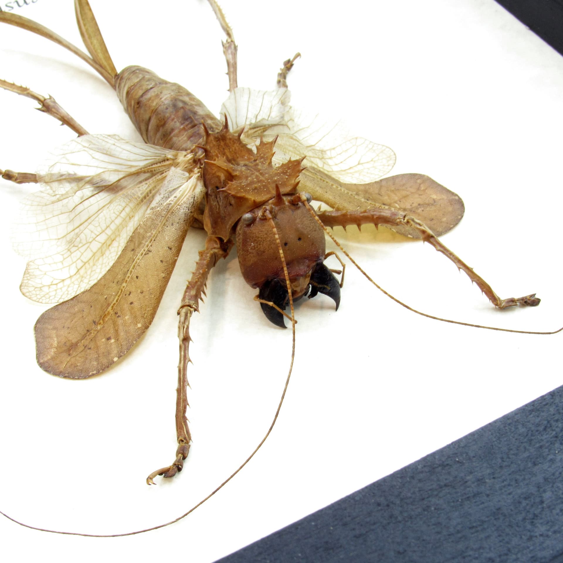 Giant Dragon Headed Katydid framed taxidermy - Lesina ensifera - large female