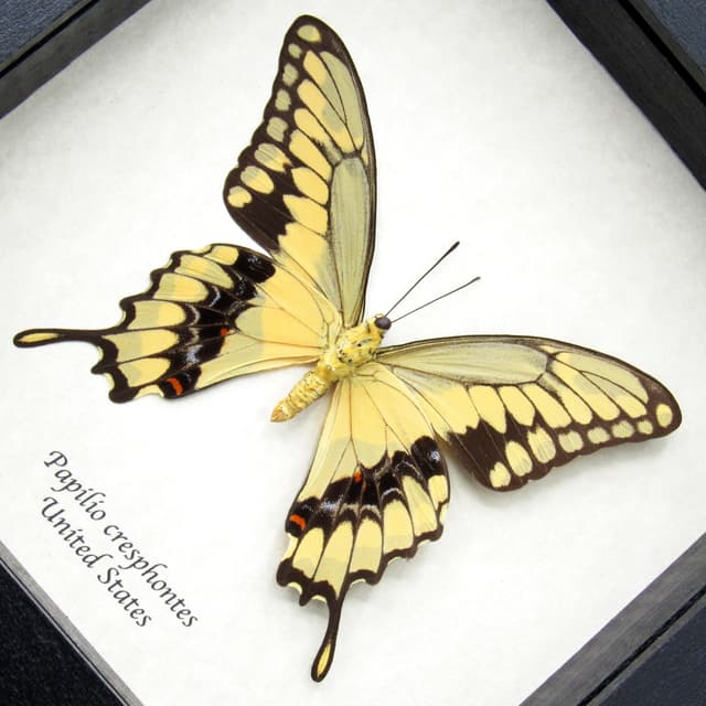 Real framed yellow Swallowtail butterfly taxidermy - Papilio cresphontes