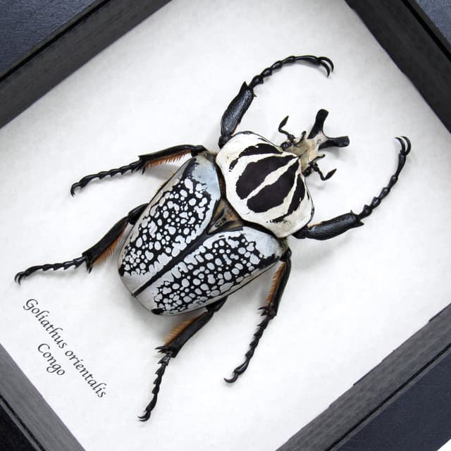Real XXL Flower Beetle framed taxidermy - Goliathus orientalis