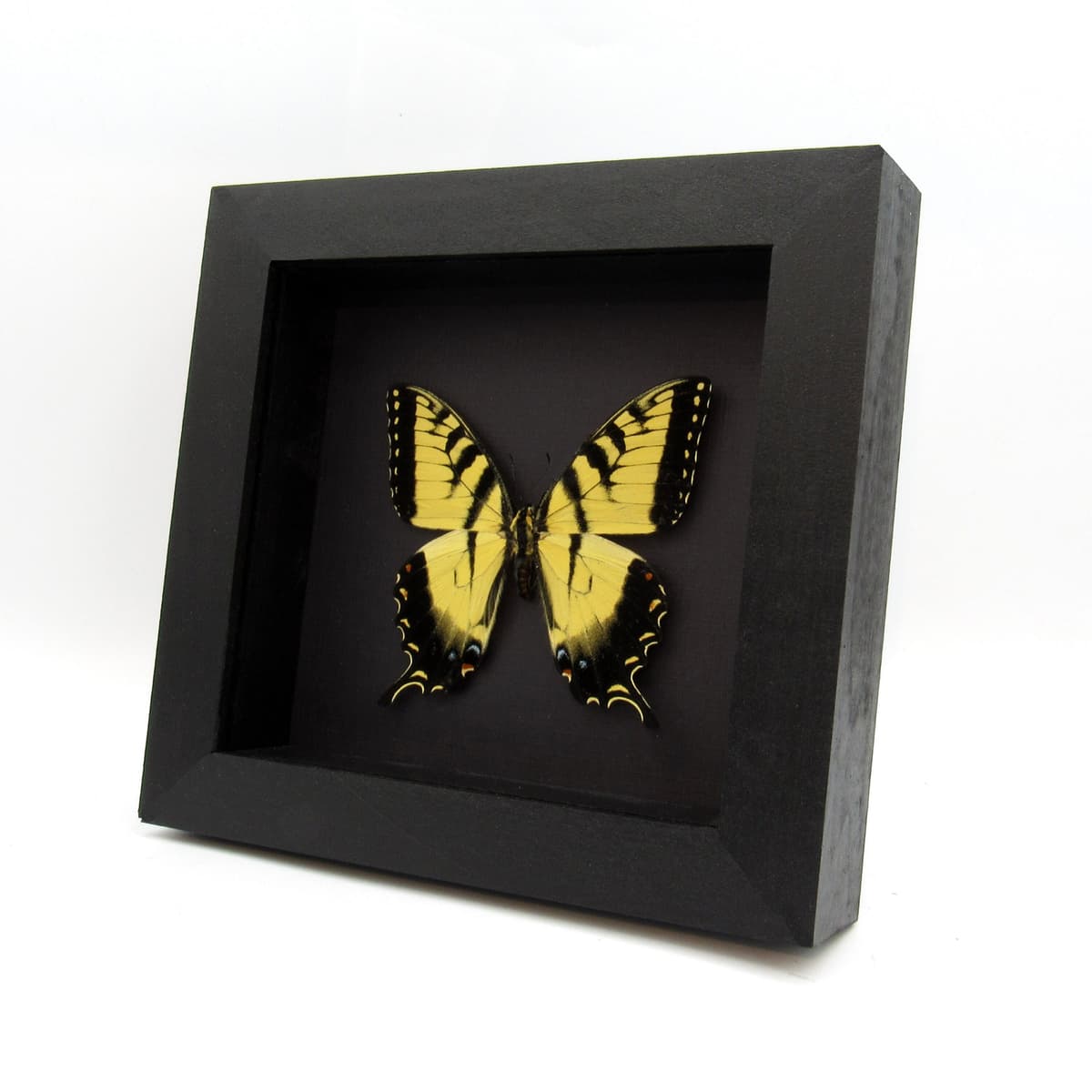 Real Tiger Swallowtail framed taxidermy - Papilio glaucus - large female