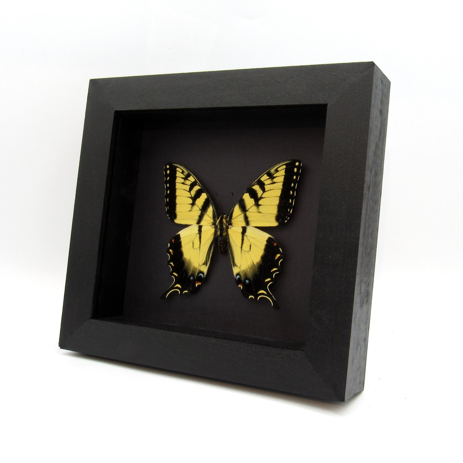 Real Tiger Swallowtail framed taxidermy - Papilio glaucus - large female