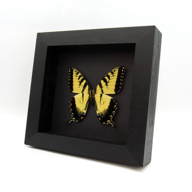 Real Tiger Swallowtail framed taxidermy - Papilio glaucus - large female