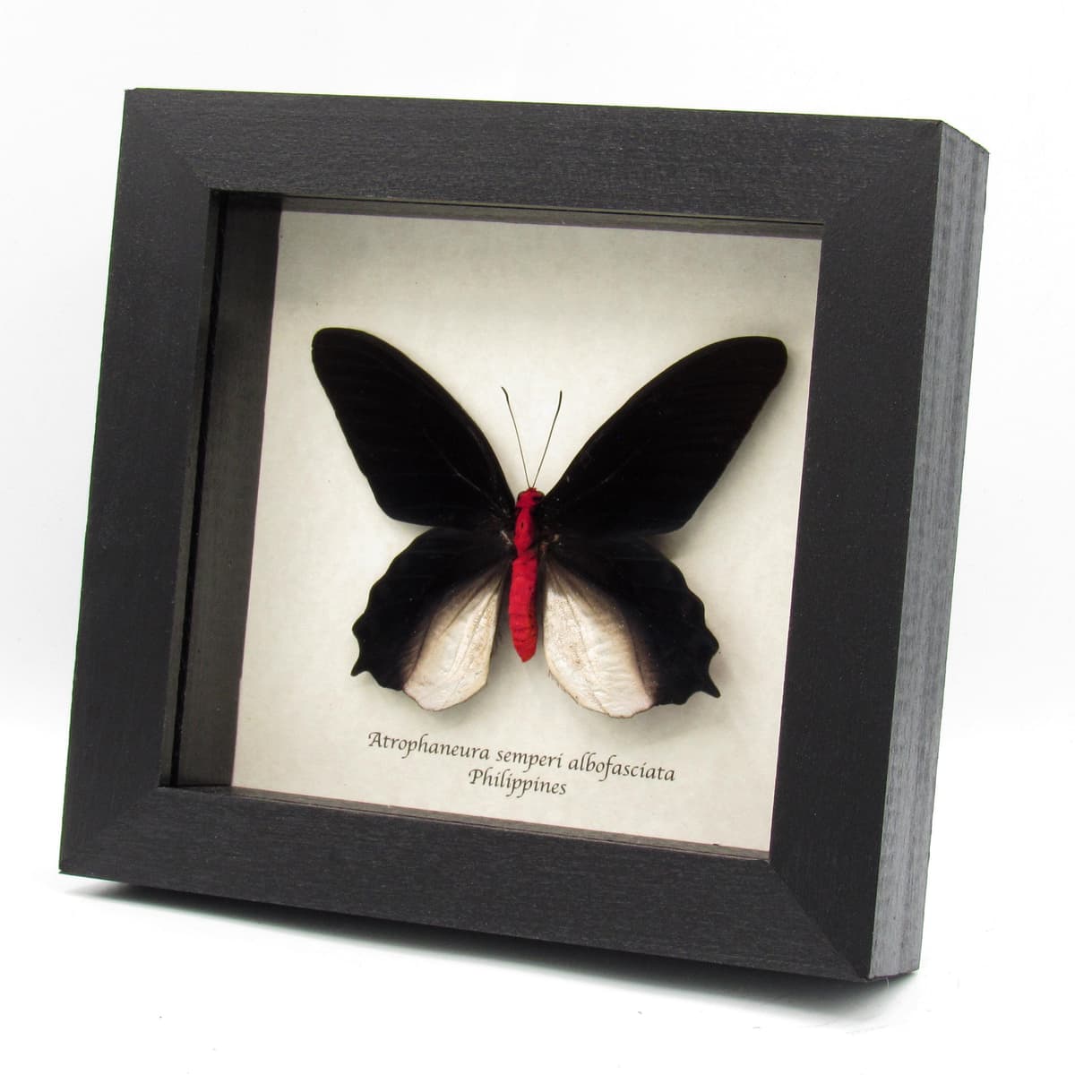 Real Vampire butterfly framed taxidermy - Atrophaneura semperi albofasciata