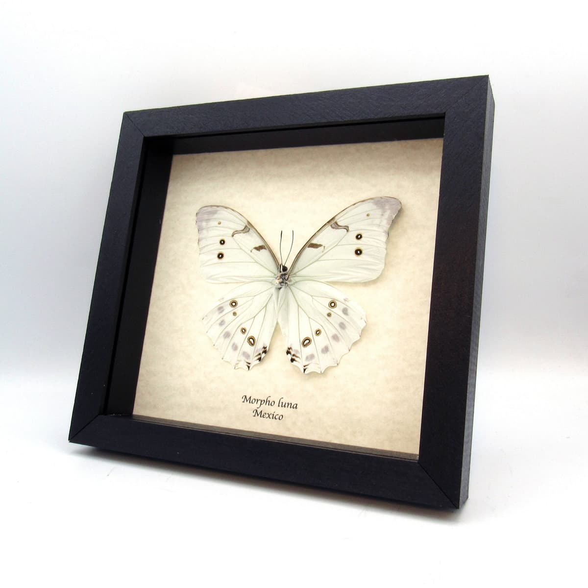Real pale mint green Morpho butterfly framed taxidermy - Morpho luna