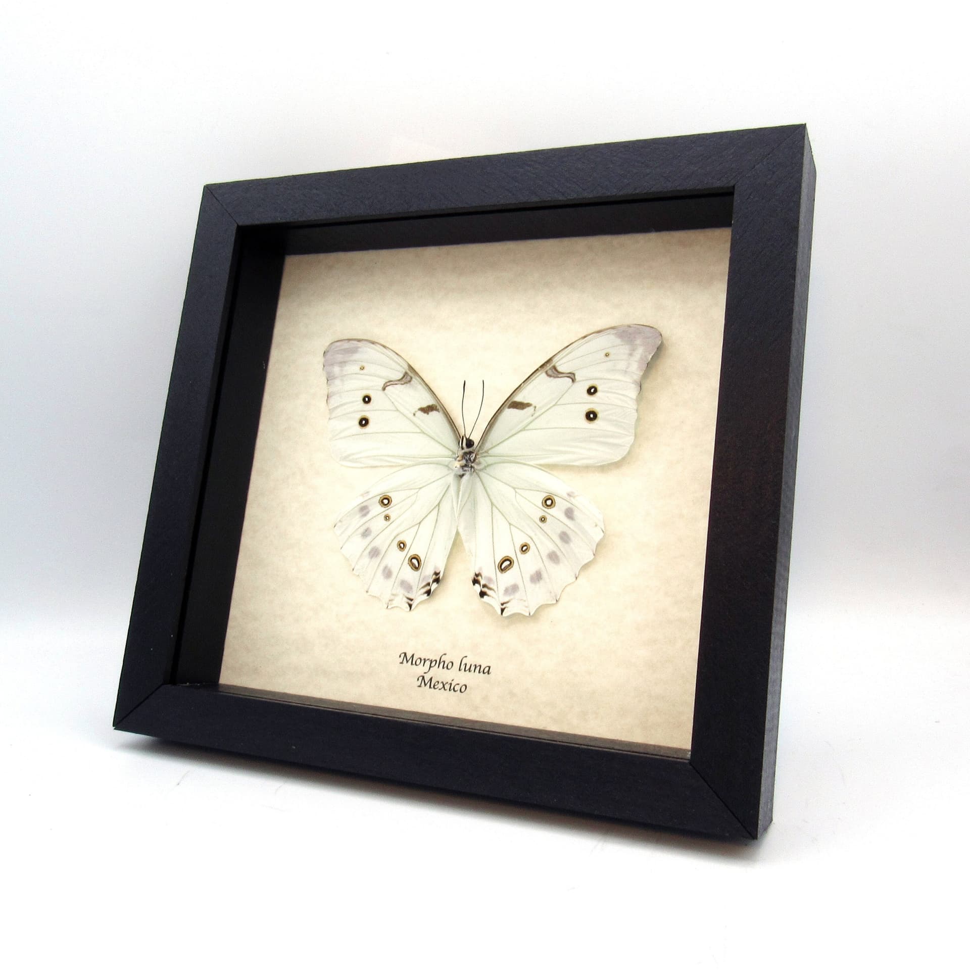 Real pale mint green Morpho butterfly framed taxidermy - Morpho luna