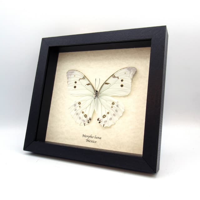 Real pale mint green Morpho butterfly framed taxidermy - Morpho luna