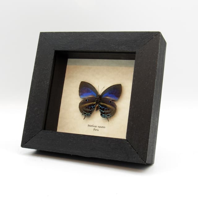 Rare blue Hairstreak butterfly framed taxidermy - Mithras nautes