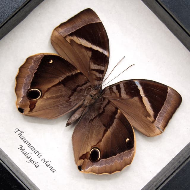 Real butterfly framed taxidermy - Thaumantis odana