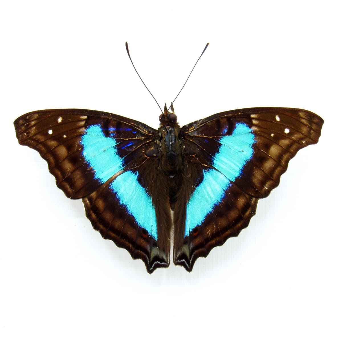 Real Turquoise Emperor butterfly framed taxidermy - Doxocopa cherubina - Victorian mount