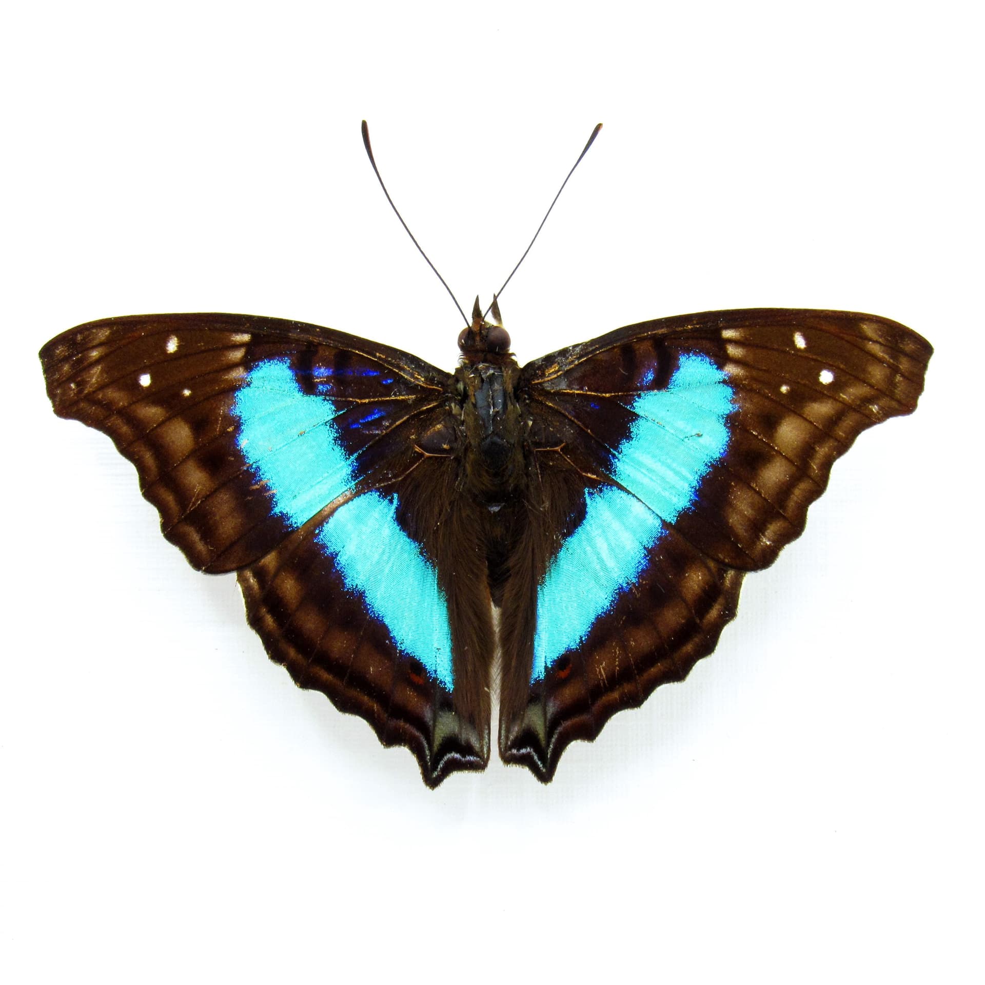 Real Turquoise Emperor butterfly framed taxidermy - Doxocopa cherubina - Victorian mount