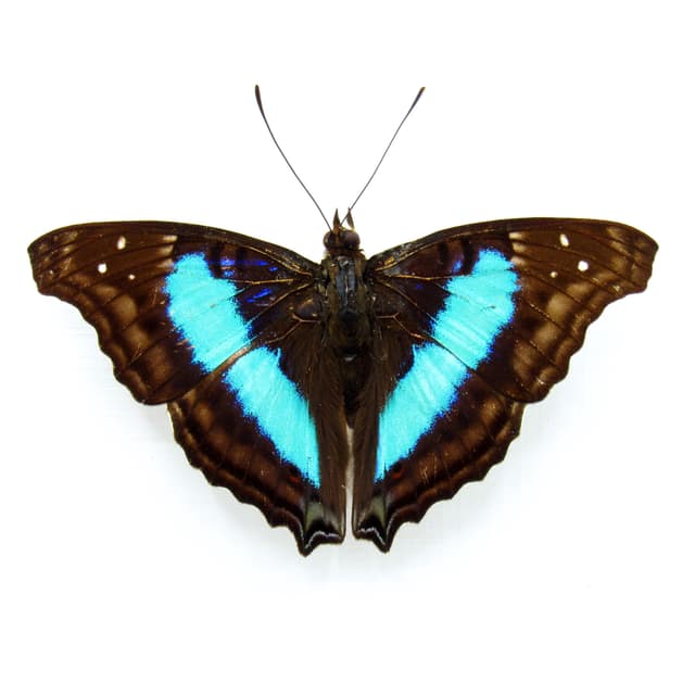 Real Turquoise Emperor butterfly framed taxidermy - Doxocopa cherubina - Victorian mount