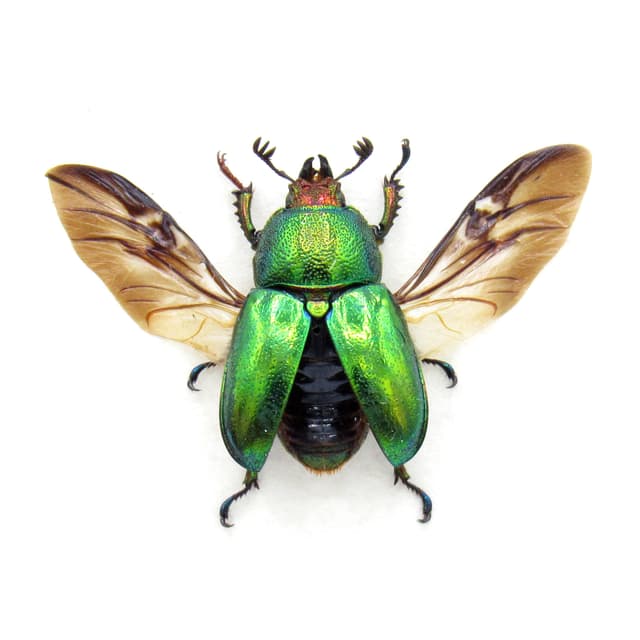 Real framed Stag beetle taxidermy - Lamprima adolphinae - female