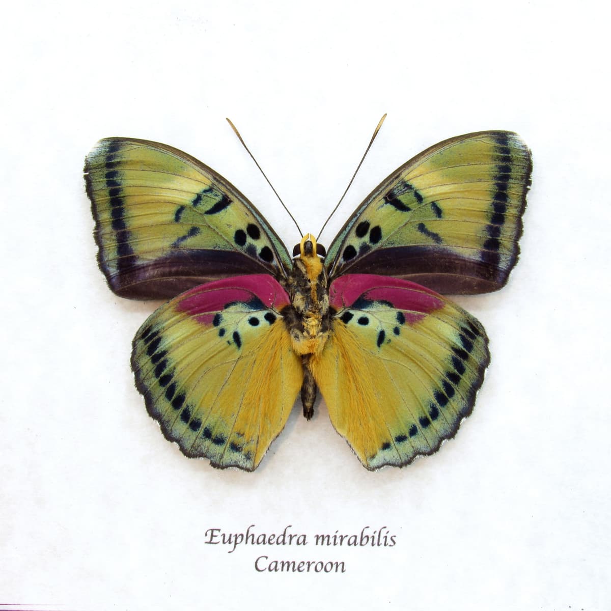 Rare Forester butterfly framed taxidermy - Euphaedra mirabilis