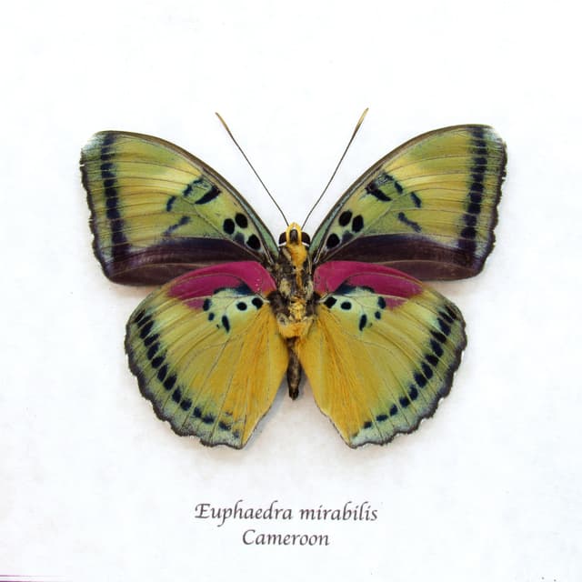 Rare Forester butterfly framed taxidermy - Euphaedra mirabilis